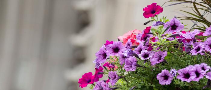 Flowers outside of the Cathedral of learning